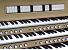 Organ of the Week