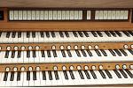 Organ of the Week