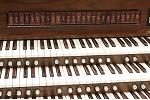 Organ of the Week